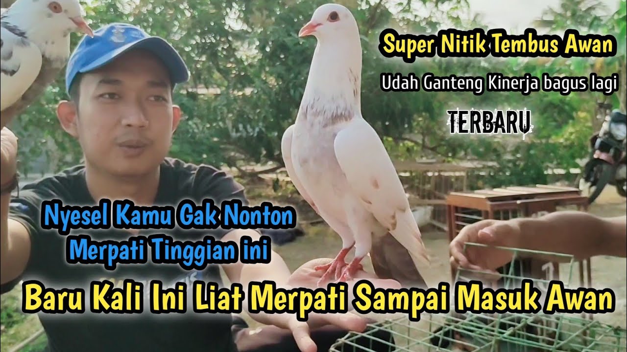 Baru Kali Ini lihat Merpati Sampai Terbang Masuk Awan‼️ini Merpati Atau Pesawat Siluman.??