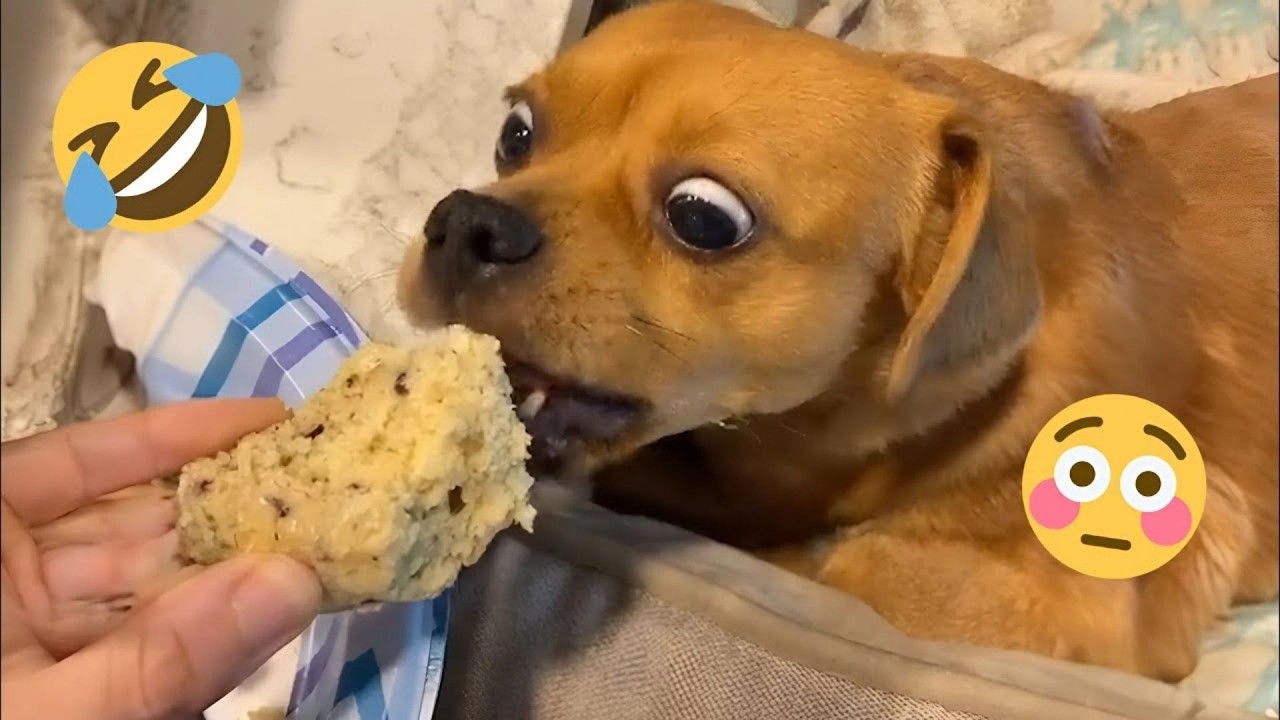Hilarious Dog Moments That Turned Normal Days Into Chaos 🐶😂