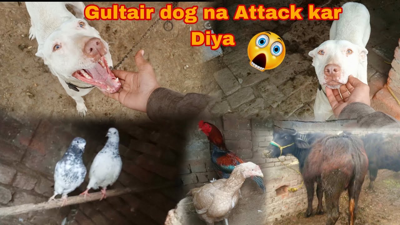 Gultair dog na attack kar Diya 😳 😱 New bhains Liye || Haider Punjabi Shok vlog...