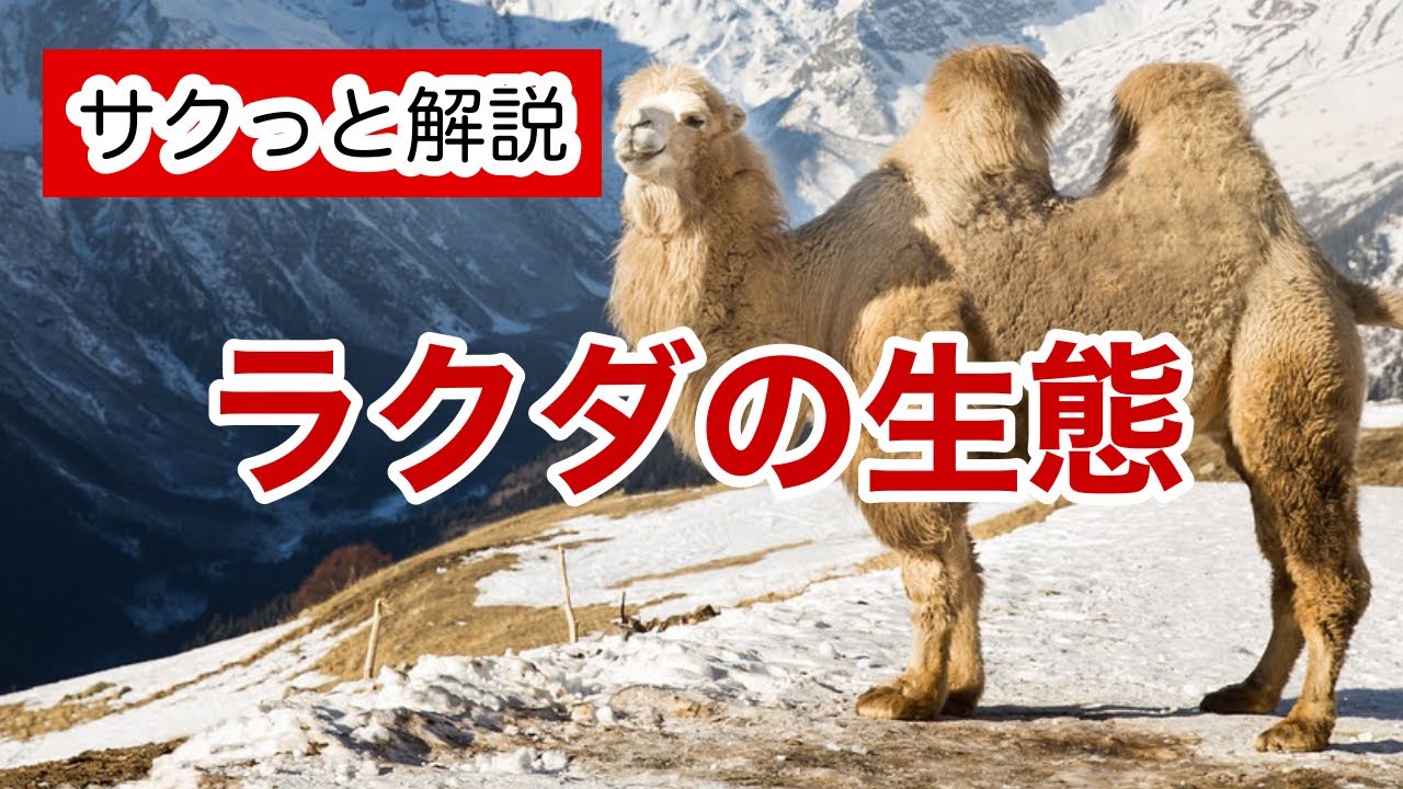 ラクダの生態【サクっと解説】