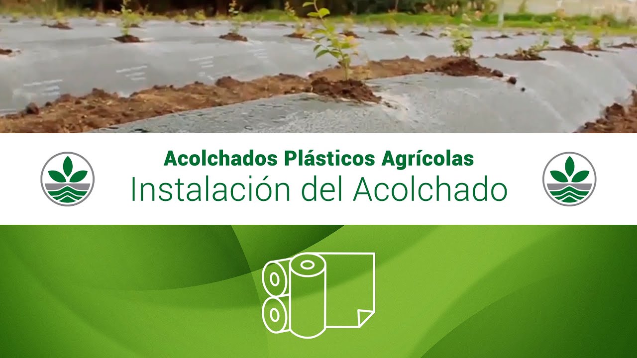 Proplantas S.A. - Correcta instalación de Acolchado Plástico en Colombia