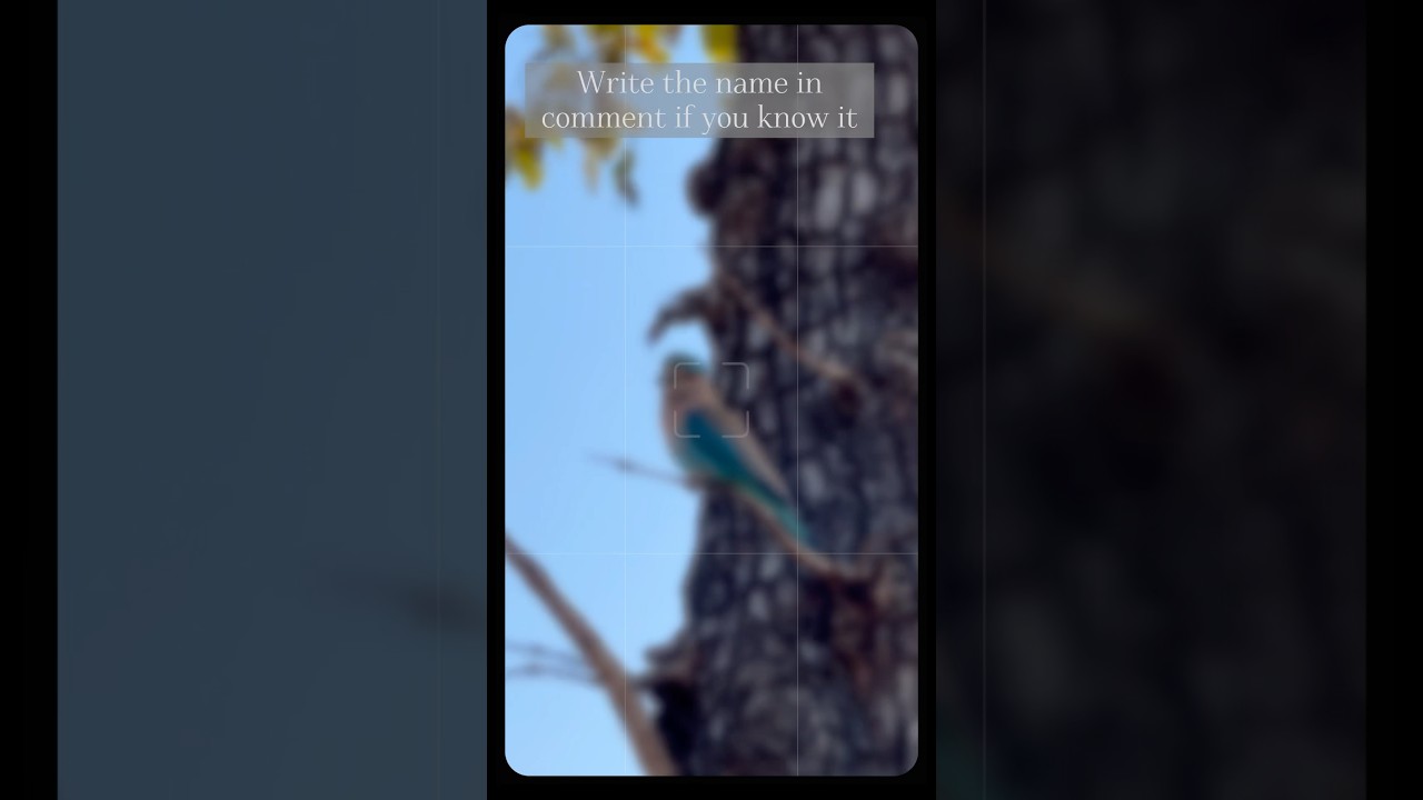 Which bird is this ? 🐦 #clickatale #Birds #Wildlife