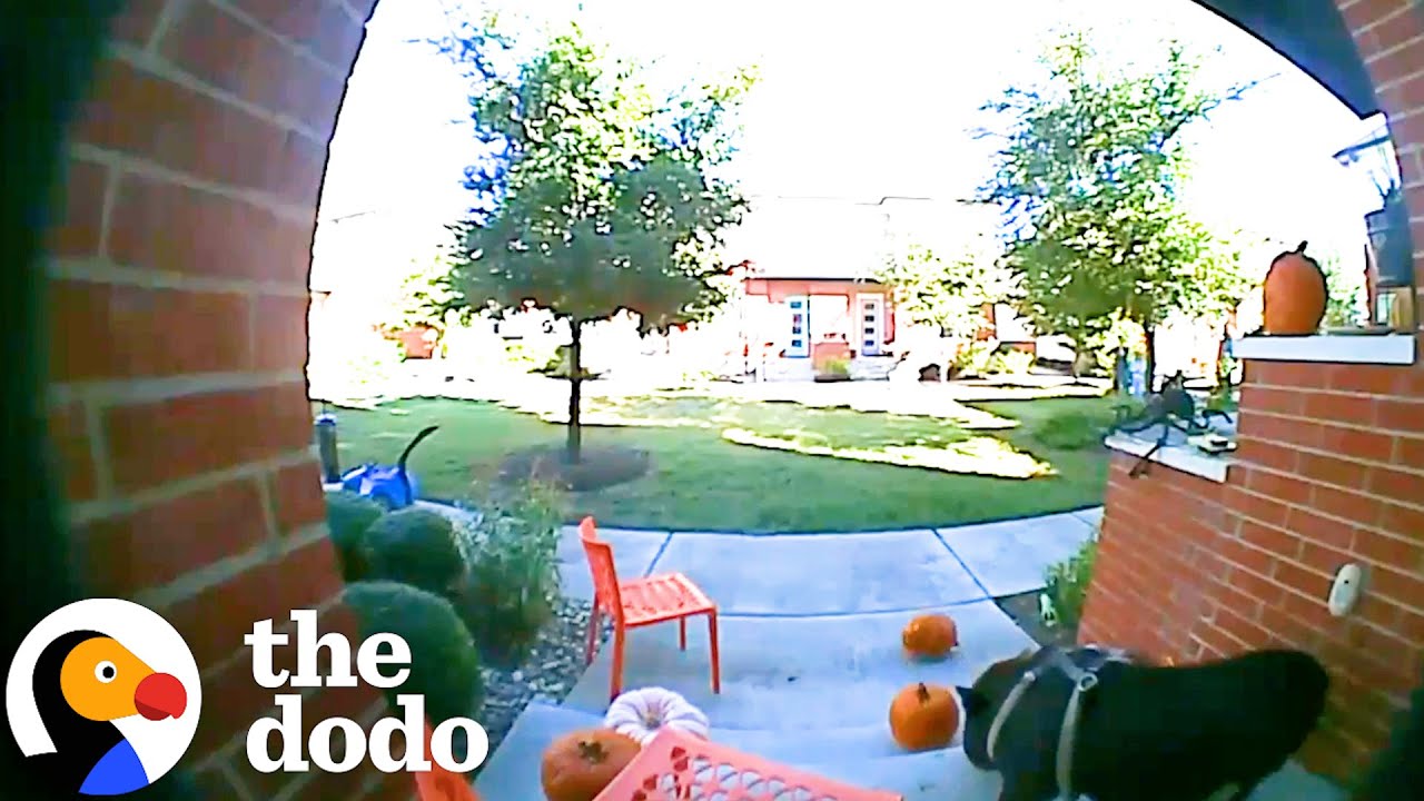 Pig Caught On Camera Stealing Neighbors' Pumpkins | The Dodo