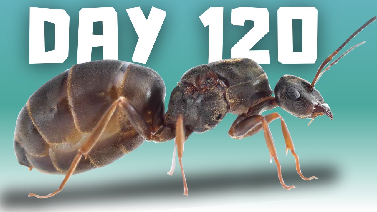 Raising Pet Ants For 120 Days