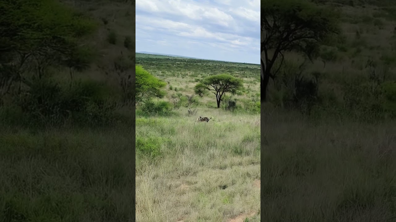 Leopard attacks African wild dogs #wildlife #animallife #animals #wildlifeentertainment #leopard