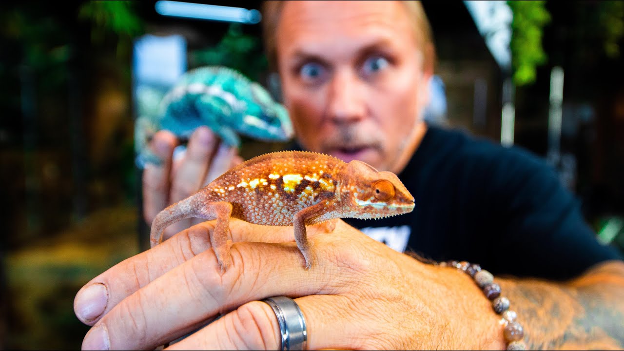 NEW LIZARD!! I GOT MY BLUE CHAMELEON A GIRLFRIEND!! | BRIAN BARCZYK