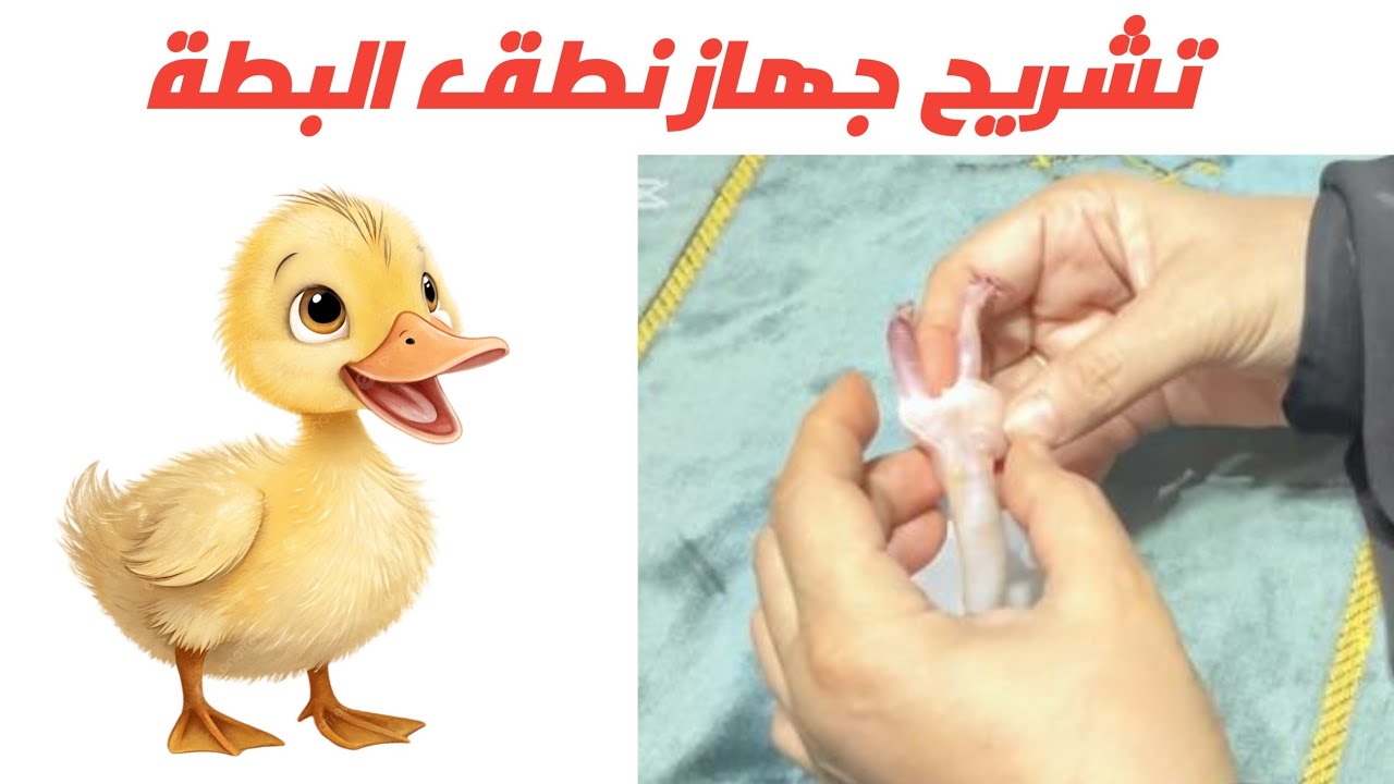 تشريح جهاز النطق والحنجرة والأحبال الصوتية عند البطة على الطبيعة مع خادمة القرآن سحر الخطيب