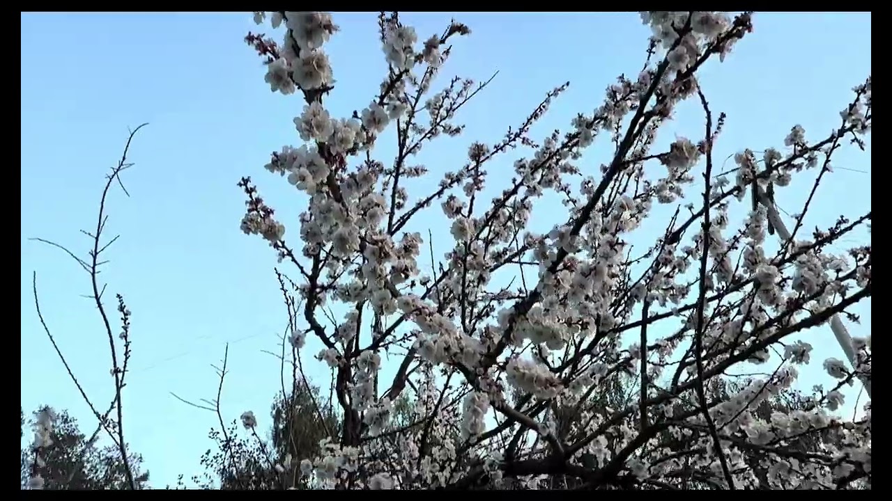 Hoa đào lay nhẹ trong gió, cánh rơi phủ kín gốc | Healing Moments of Spring🌸