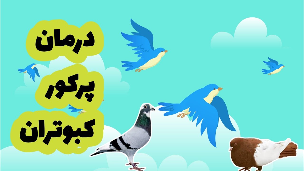 درمان پر کور وشکسته کبوتر