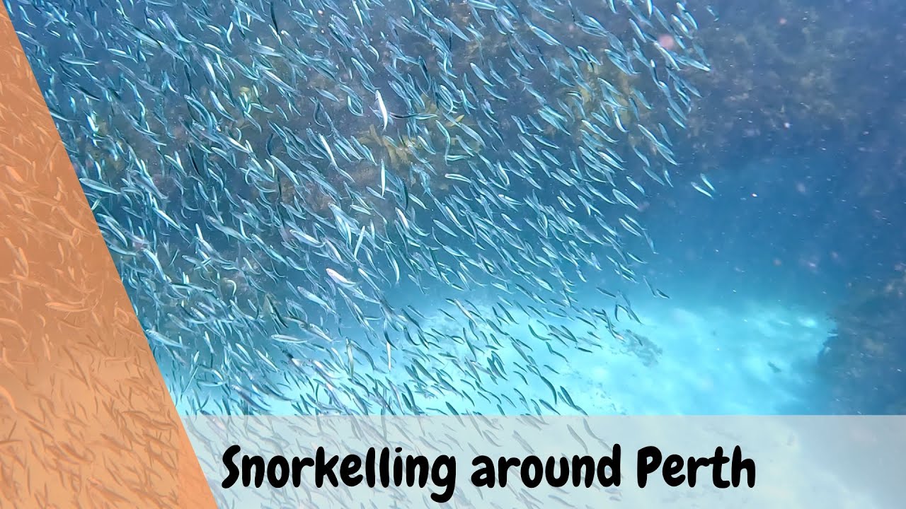 Snorkelling around Perth