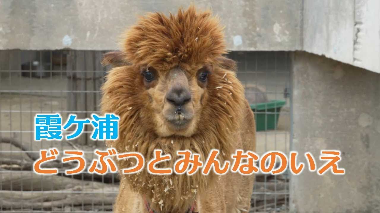 霞ケ浦どうぶつとみんなのいえ／Kasumigaura Animal and Everyone's Home