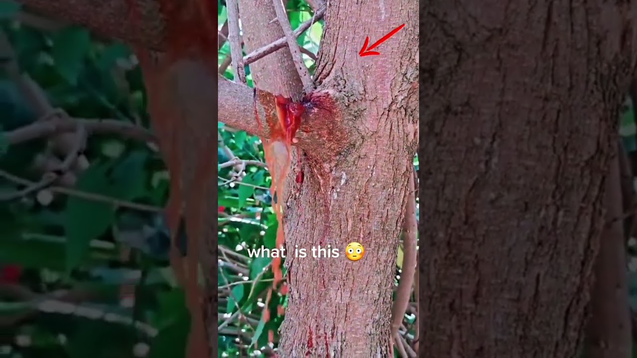 don't cut tree it also crying 😭😭😭😭😭😭#tree#humanity#shorts#viral#trending # new video