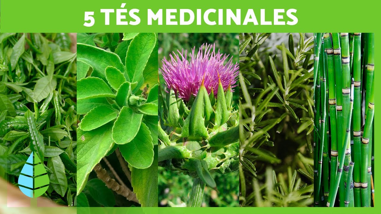 5 T&Eacute;S MILAGROSOS que debes INCLUIR en tu DIETA 🍵✅ (Infusiones de Plantas Medicinales)