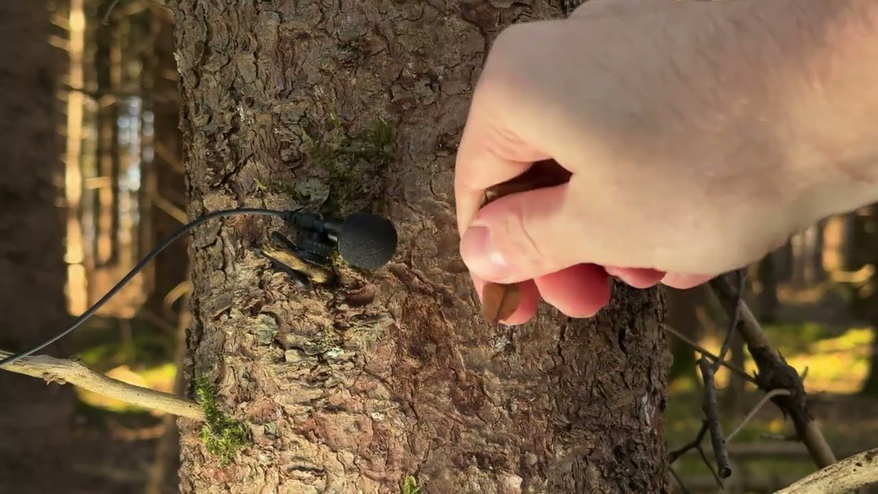 ASMR - tree tapping, forest sounds (for sleep)