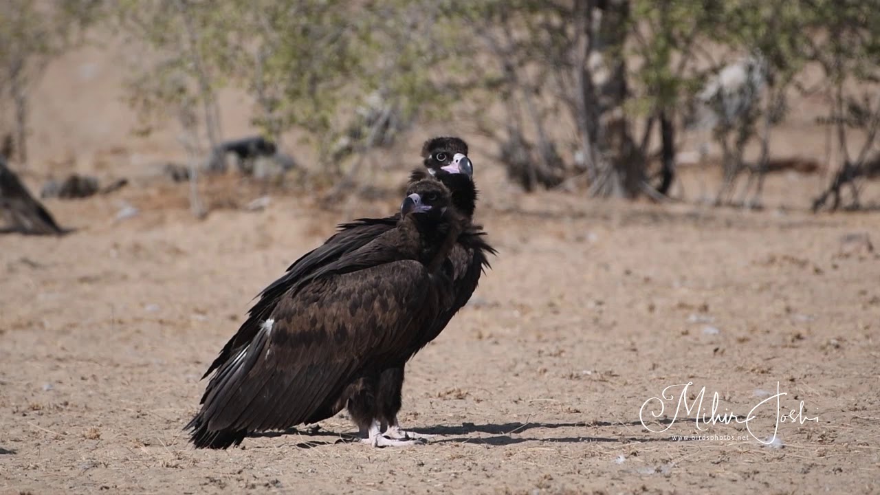 Cinereous Vulture | Jorbeer