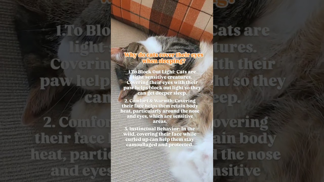 Does your kitty do this when they sleep? #sleepingcat #cateducation #facts