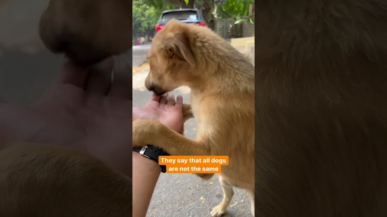 Love Stray Dogs❤| Cute😇| Pawfect| #shorts