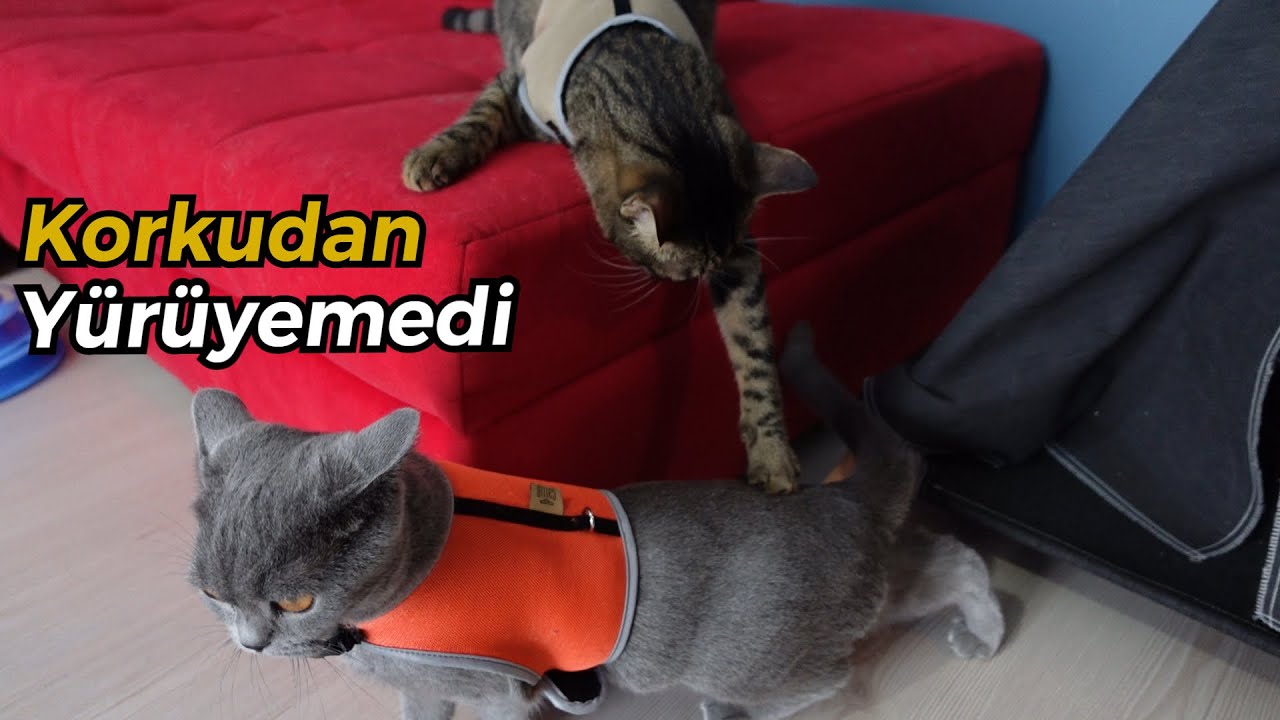 Yeni Kedi Bel Tasmalarını Denedik 😄 (MİSHA KORKUDAN YÜRÜYEMEDİ)
