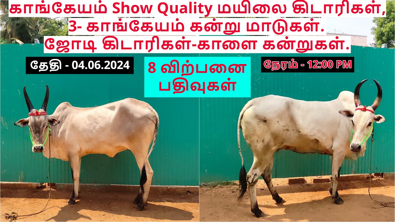 காங்கேயம் Show Quality மயிலை கிடாரிகள்,3- காங்கேயம் கன்று மாடுகள்.ஜோடி கிடாரிகள்-காளை கன்றுகள்.