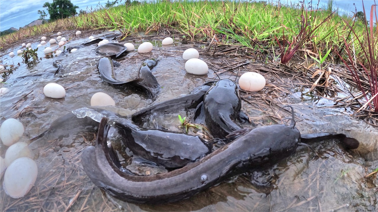 Top Video Best Hand Fishing - Catch a lot of fish & pick eggs after rain in rice field by best hand