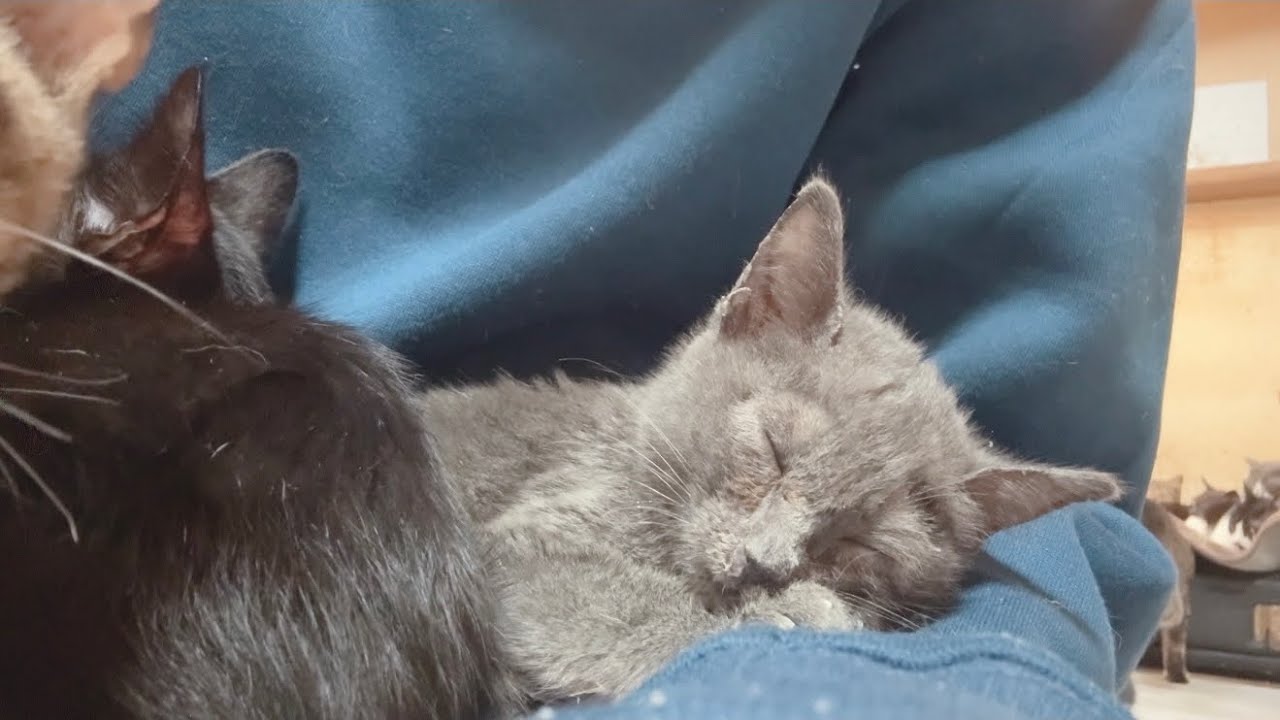 療養中の猫たちに大好物のおやつをあげてみたら･･･
