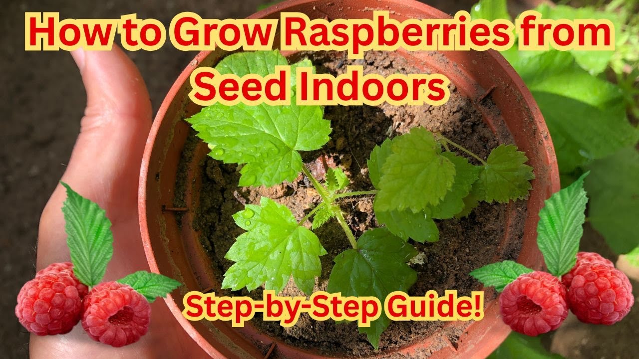 How to Grow Raspberries from Seed Indoors — Step-by-Step Guide!🍓#raspberry #gardening #gardeningtips