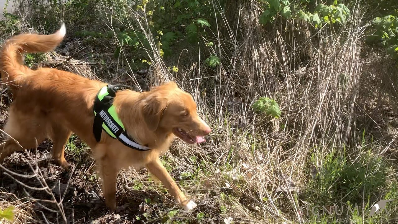 Haselmaus-Suche mit Artenspürhund