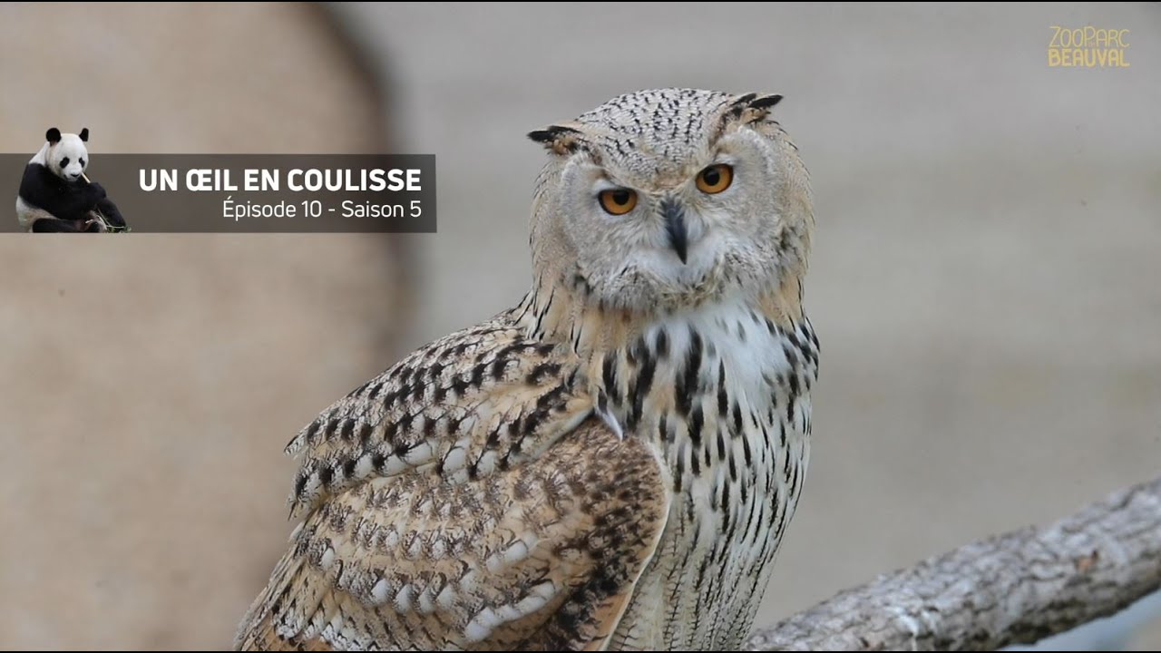 L'entraînement des Maîtres des Airs - Ep 10