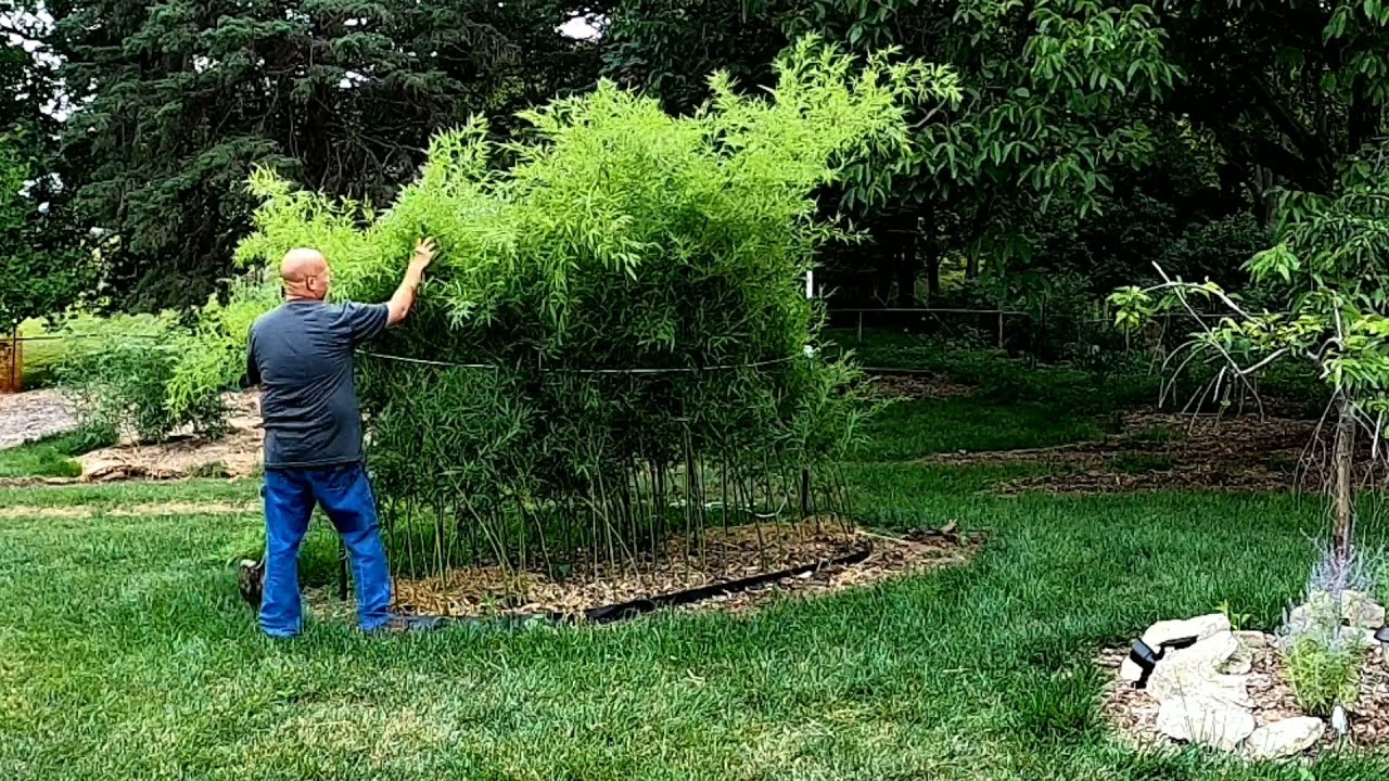 FIXING THE PHYLLOSTACHYS NIGRA BAMBOO (BLACK BAMBOO) & PICKING VEGETABLES IN THE BACK TO EDEN GARDEN