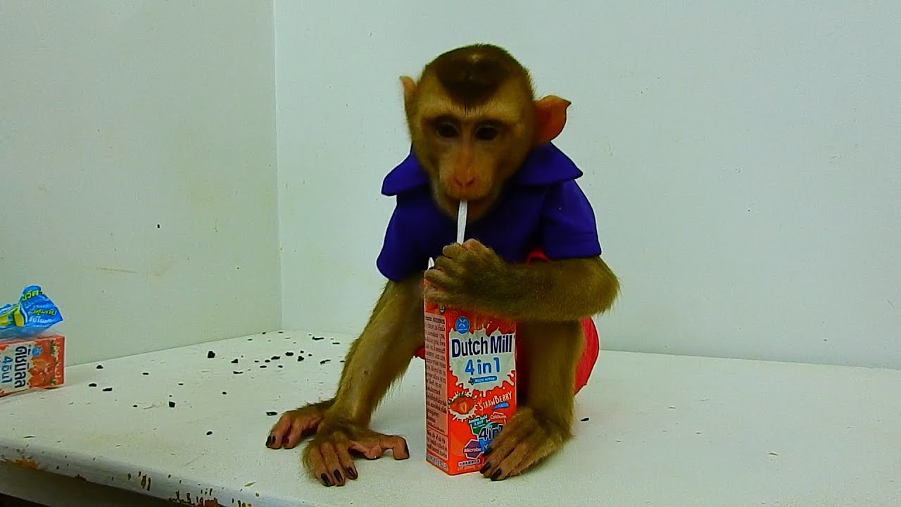 Dad feed Polee with black rice sweet  teach Polee drinking milk with straw.