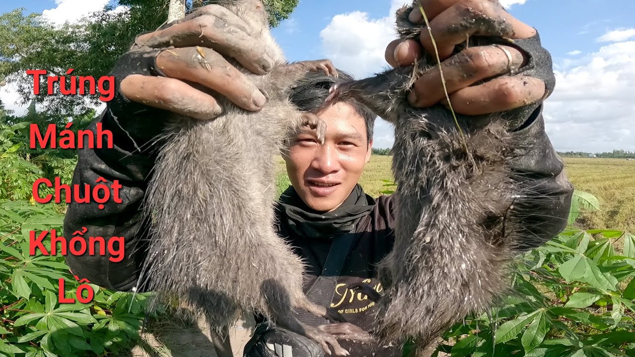 Bắt chuột tại đồng Bình Minh hôm nay trúng mánh được hai con chuột cống khổng lồ