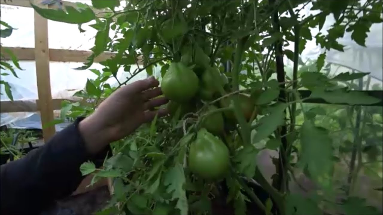 Короткий  обзор моего пробного  огорода. 2021 год.