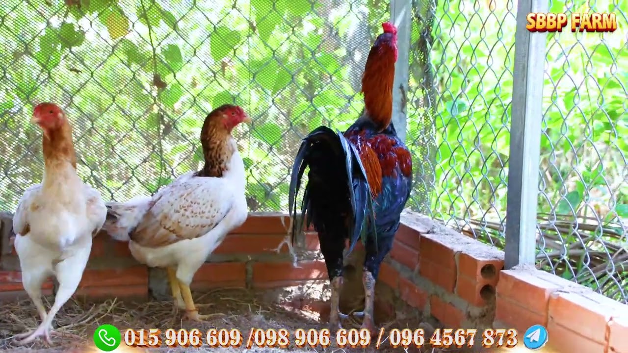ប៉ាគីស្ថានក្រូសអេស៊ីលអាមេរិច២០២៦