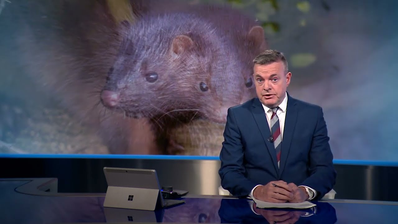 Bonnie the Mink Detection Dog on STV News