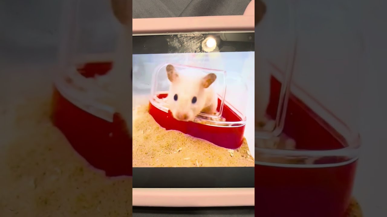 🐹 How to potty train your hamster 🐹