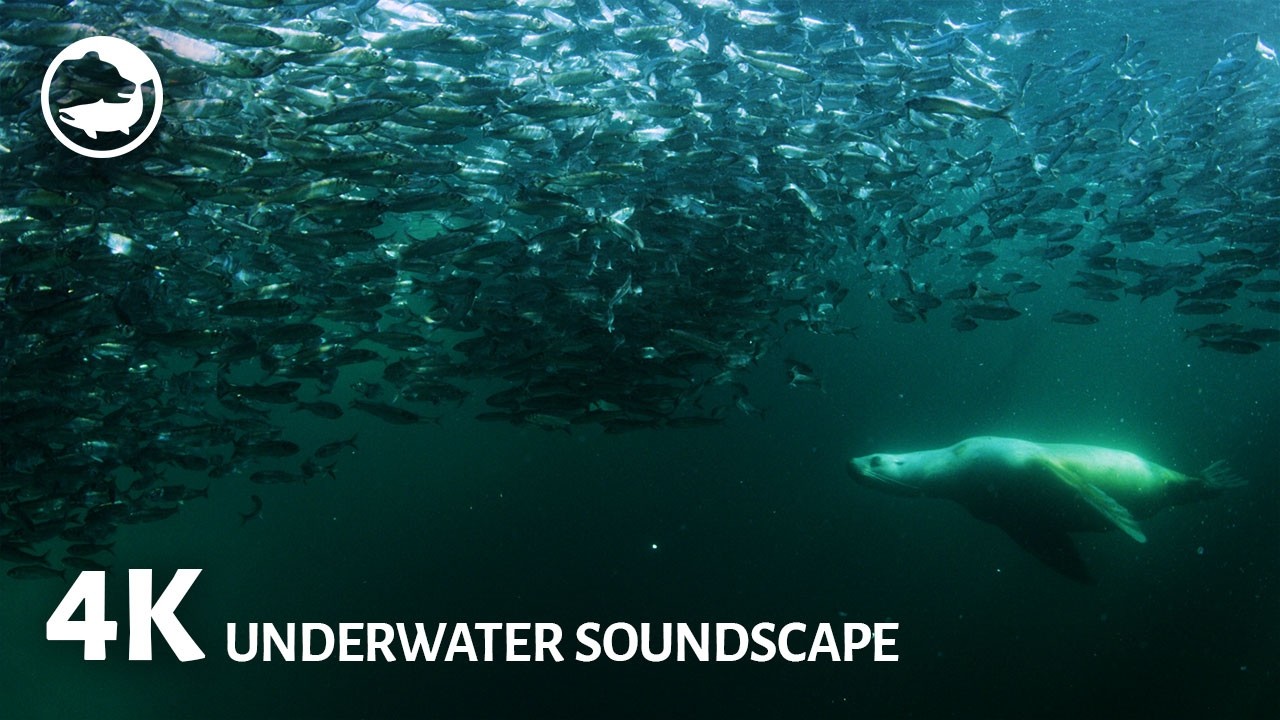 4K Spectacular Underwater Herring & Sea Lions | Soundscape to Relax, Sleep, & Study