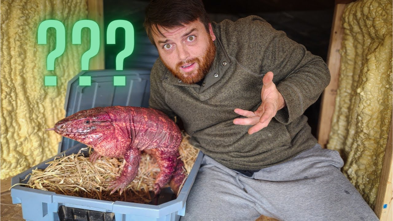 I NEED your HELP!  Tegu Brumation Tour