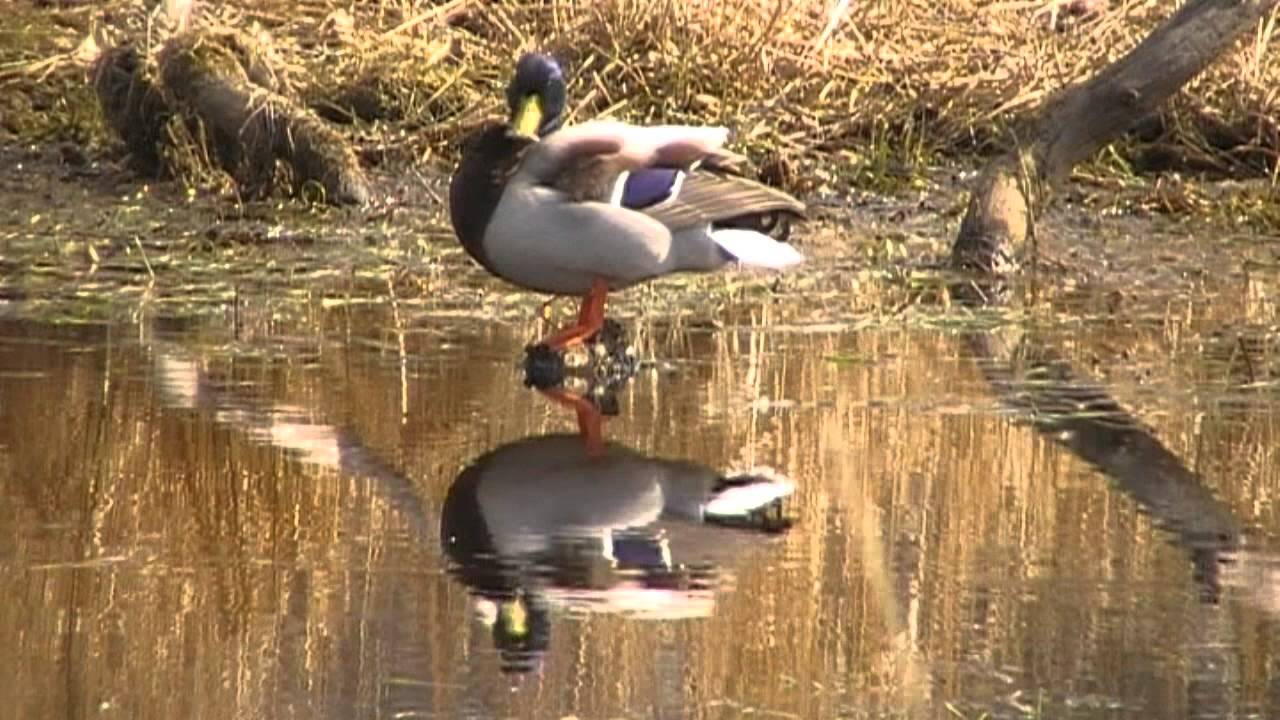 Gr&aring;and - Mallard - Anas platyrhynchos