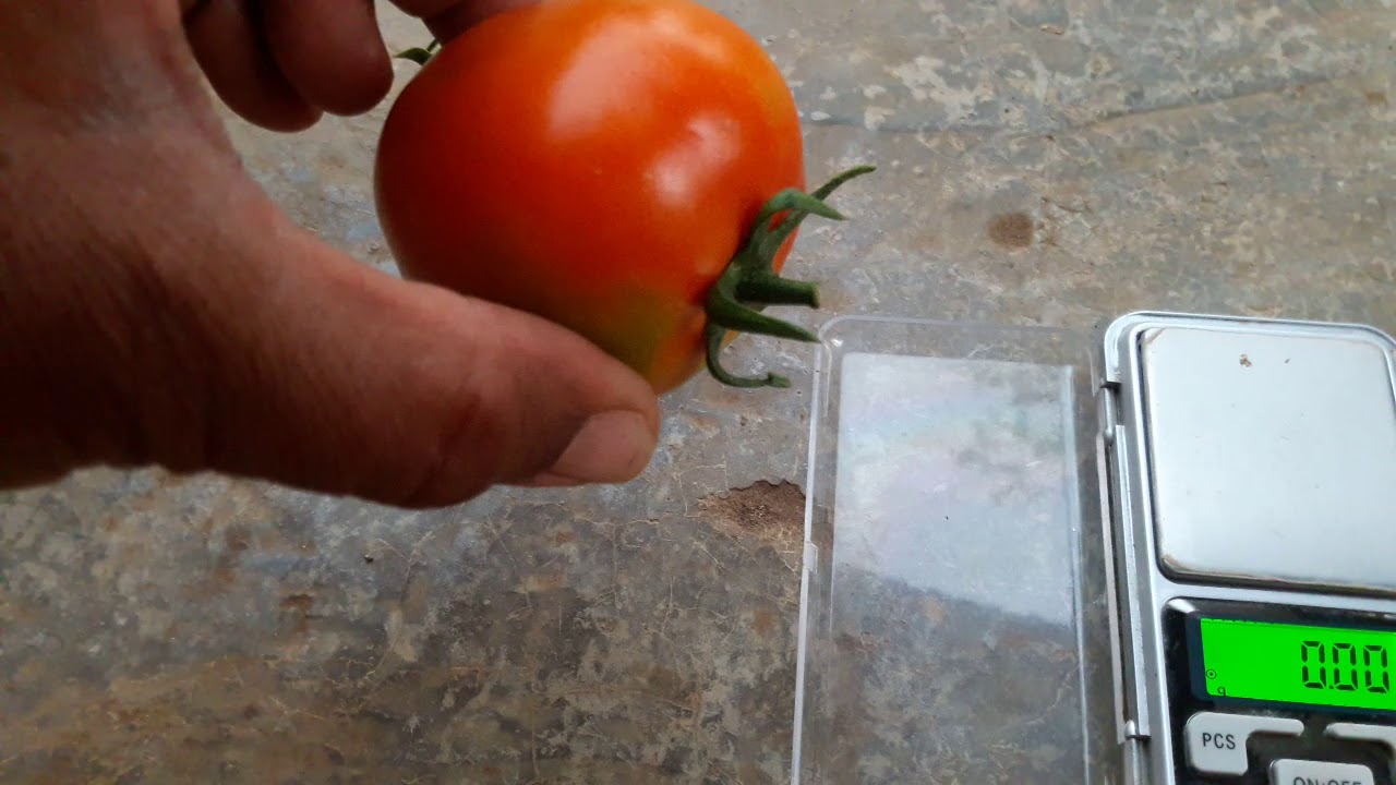 Virang Tomato weight analysis full size first picking..