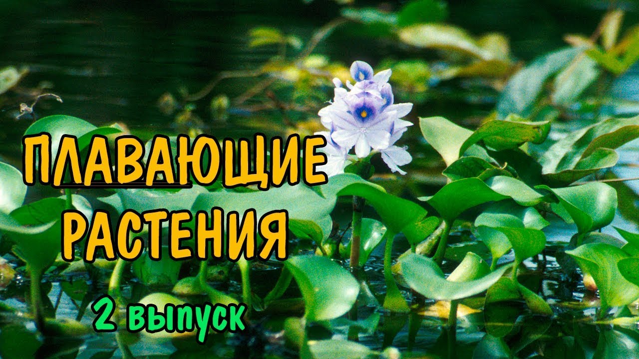 ПЛАВАЮЩИЕ РАСТЕНИЯ. Ч2. ЭЙХОРНИЯ, САЛЬВИНИЯ МИНИМА, РИЧЧИЯ, ВОЛЬФИЯ, РЯСКА КРОШЕЧНАЯ, ПИСТИЯ