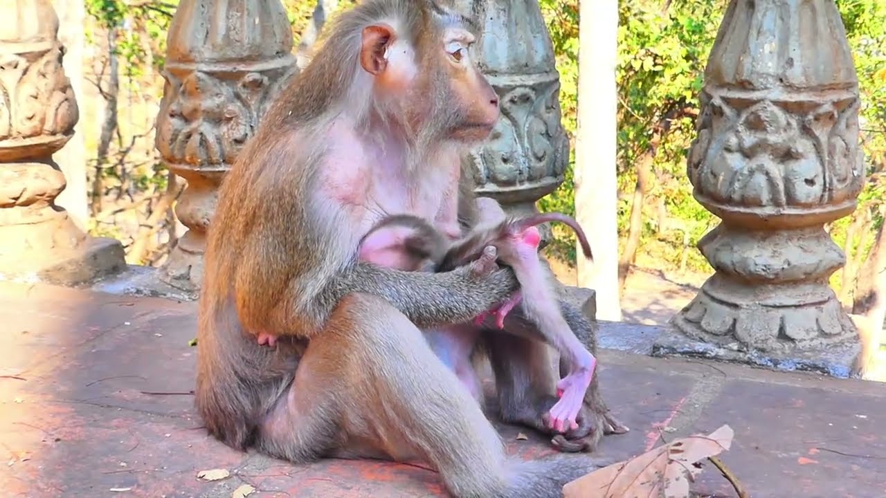 Last Minute: What Happened to the Newborn Monkeys?