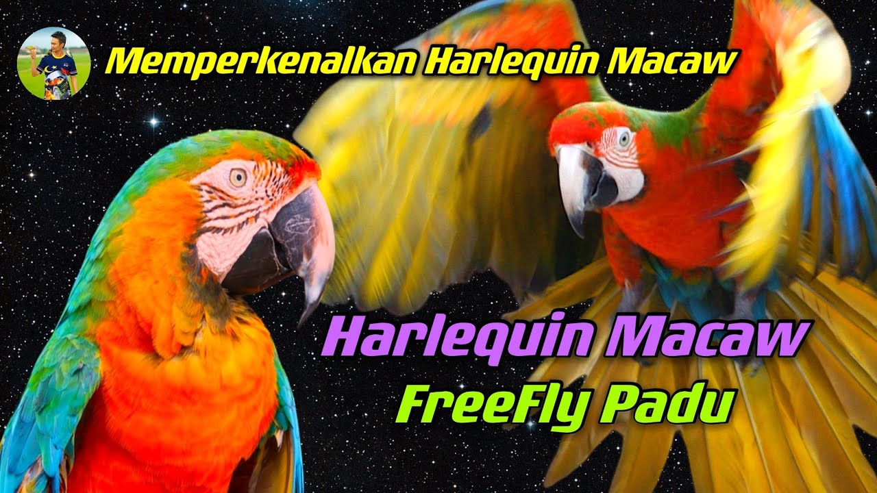 Memperkenalkan Harlequin Macaw |Spesies Macaws|Malaysia Parrot Freefly|Training Parrot【HD1080p】