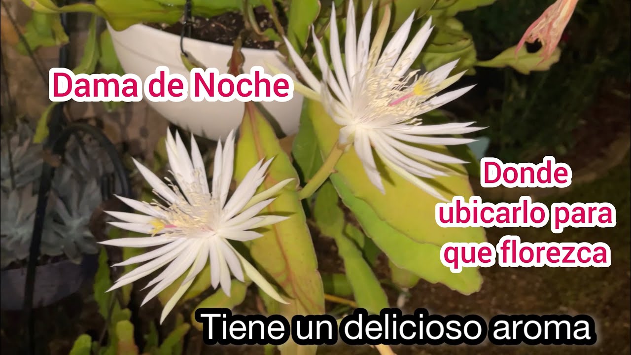Epiphyllum oxypelatum compartiendo  sus flores  por la noche  y todos sus cuidados