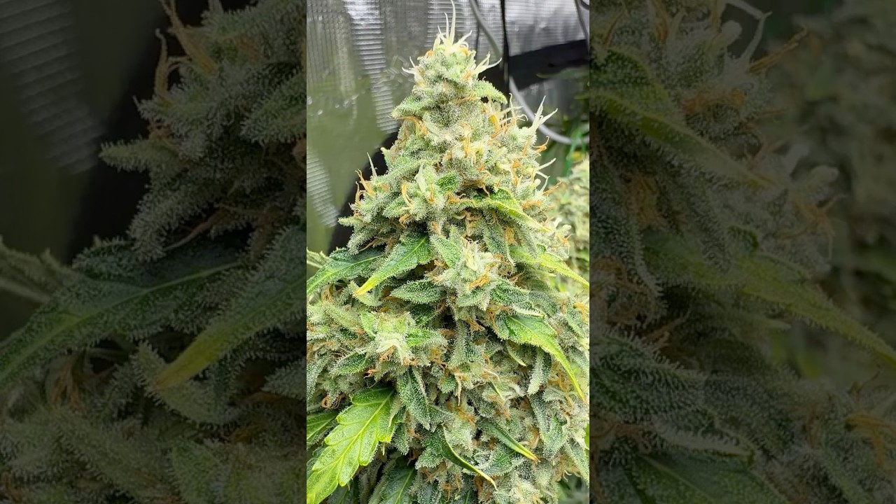 Day 57 Flower: Checking out my #cannabis #flowers