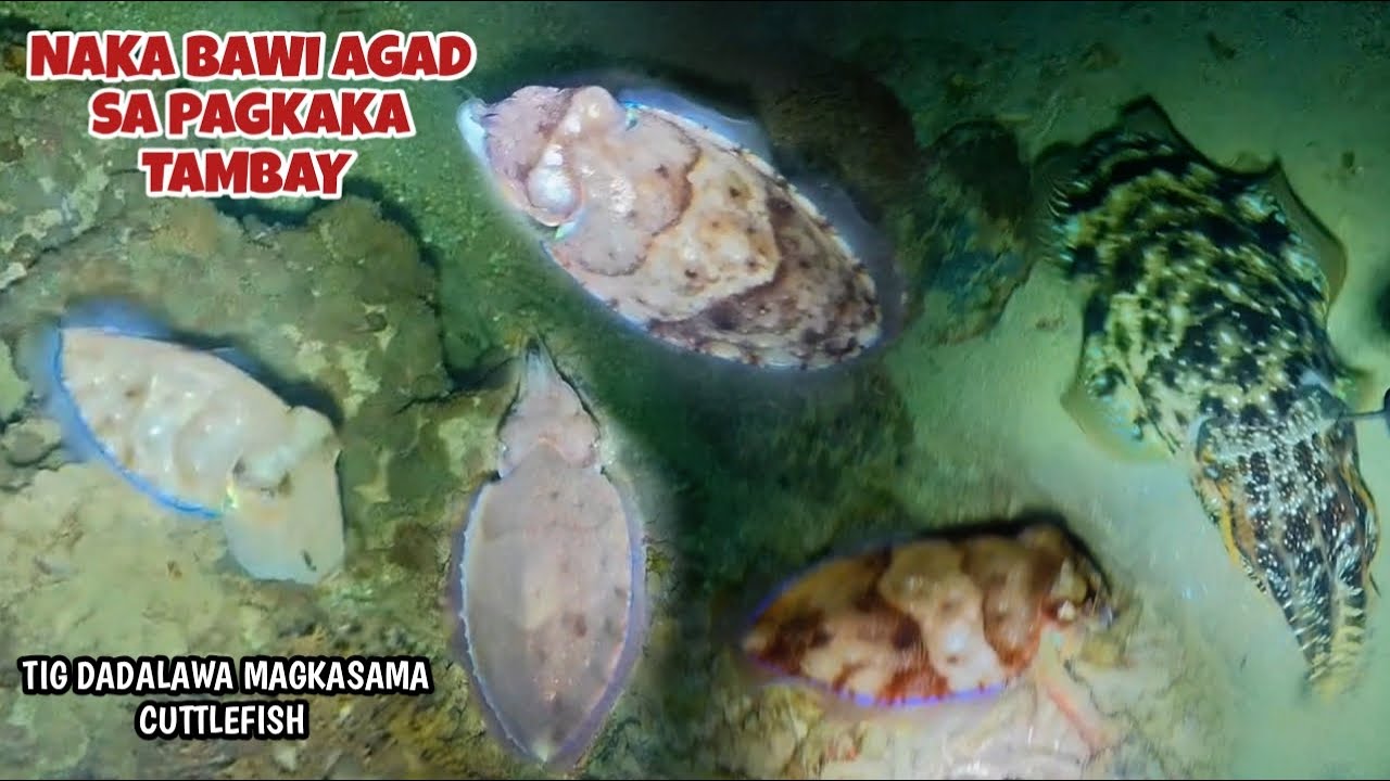 EP 476: NAKA BAWI AGAD SA PAGKAKA TAMBAY TIG DADALAWA MAGKASAMA CUTTLEFISH Jackpot 