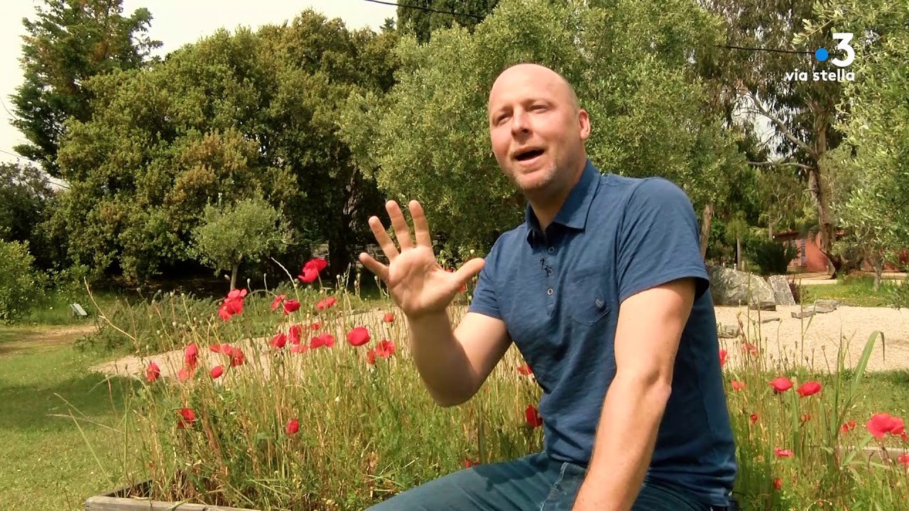 Plant@e : Dans le secret des plantes :  Le coquelicot