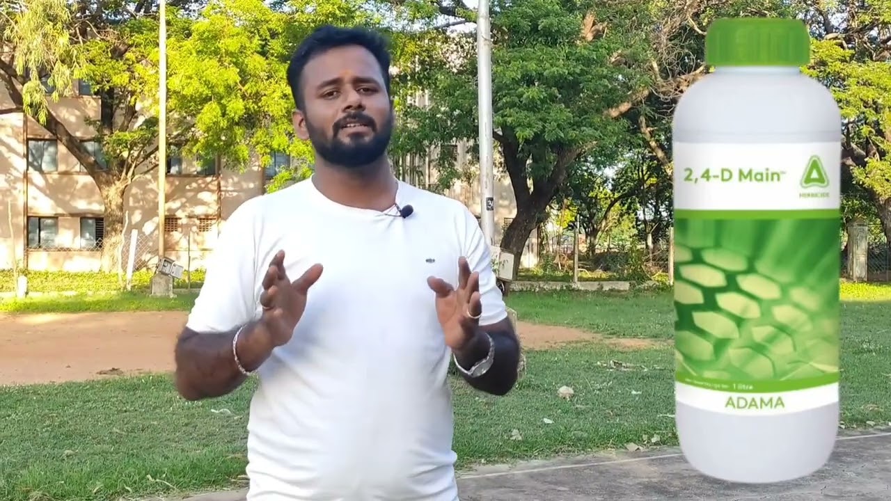 weeds control in maize-களைக்கொல்லி மட்டுமே போதும்-100% களைக்கட்டுபாடு-மக்காச்சோளபயிரில் சாத்தியம்?