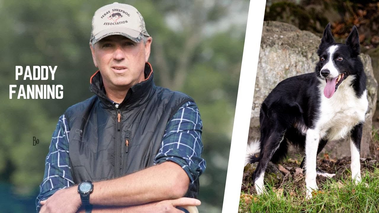 Paddy Fanning - Sheepdog Interview