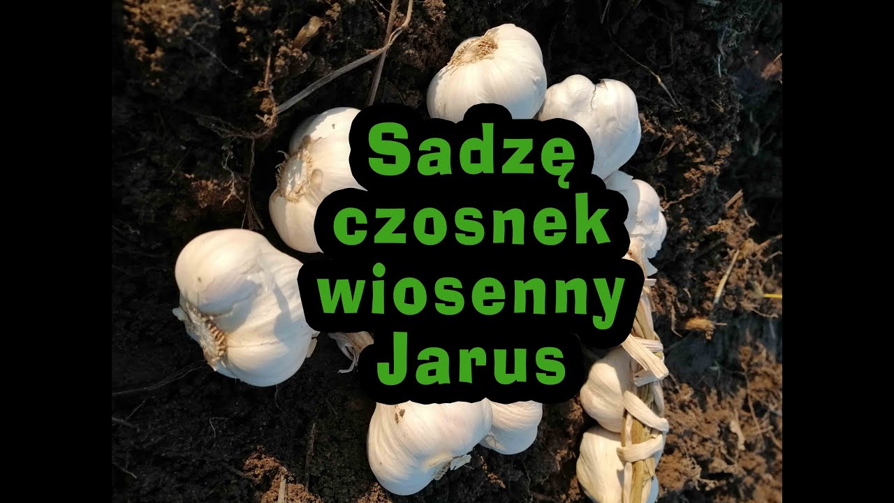 Sadzę czosnek wiosenny Jarus (Jaruś) - Miastowa na końcu wsi - odcinek nr. 92