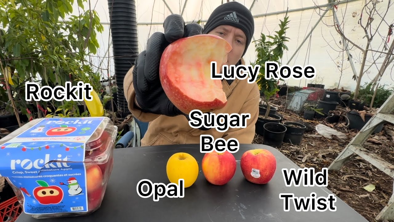 Lucy Rose, Opal, Sugar Bee, Rockit, Wild Twist Apple Tasting 